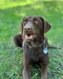 Therapiehund in Ausbildung